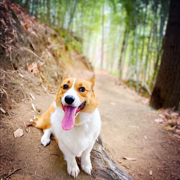 Meet your Posher, Kenzie - Picture 7 of 9